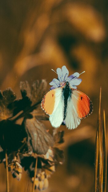 白い花の植物のクローズアップ