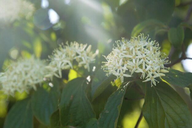 白い花の植物のクローズアップ