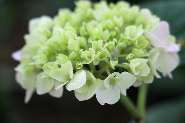 Foto prossimo piano di una pianta a fiori bianchi