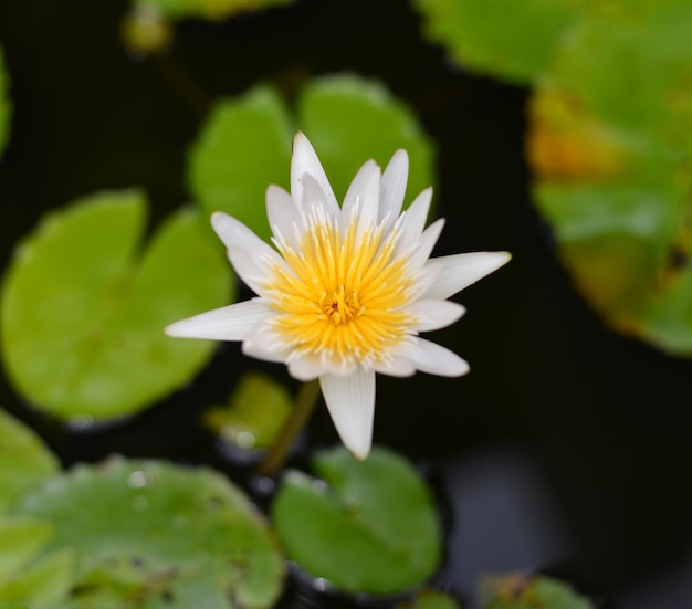 Photo close-up of white flowering plant