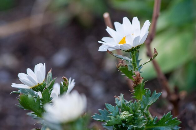 Foto prossimo piano di una pianta a fiori bianchi