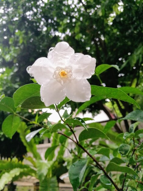 Close-up of white flowering plant