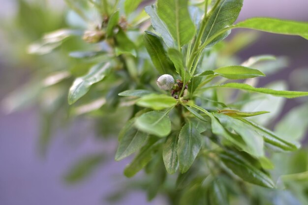 Close-up of white flowering plant