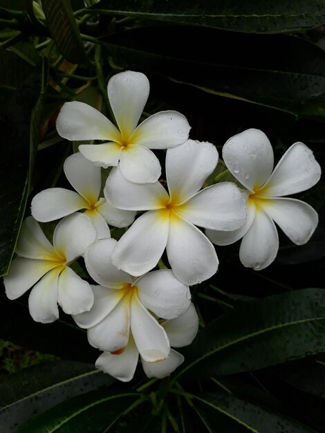 Foto prossimo piano di una pianta a fiori bianchi