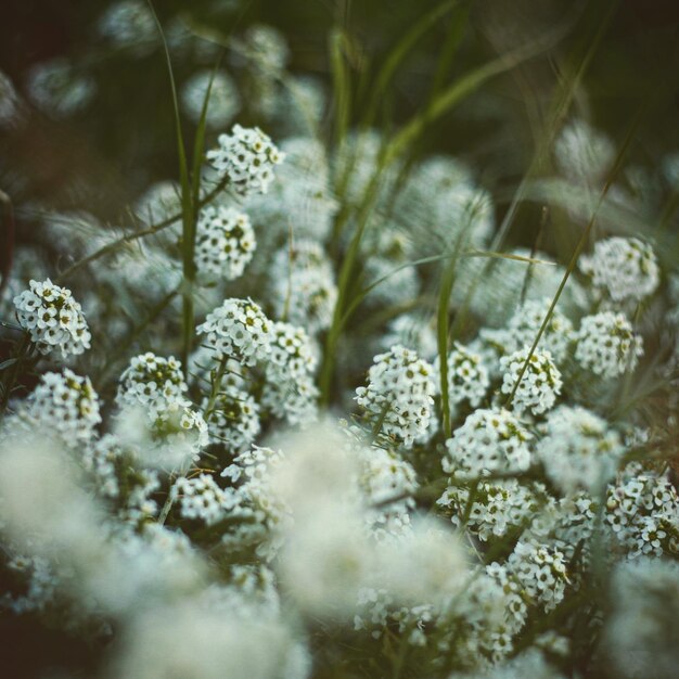 Close-up of white flowering plant