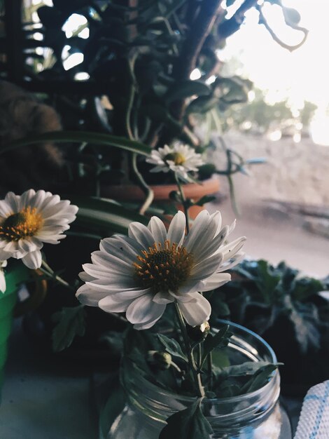 Photo close-up of white flowering plant