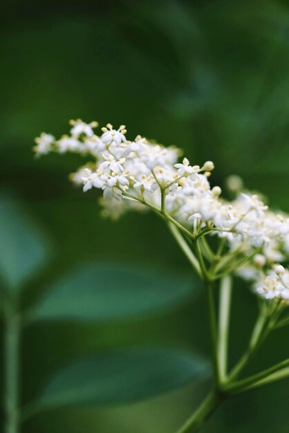 Close-up of white flowering plant