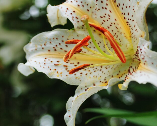 Foto prossimo piano di una pianta a fiori bianchi