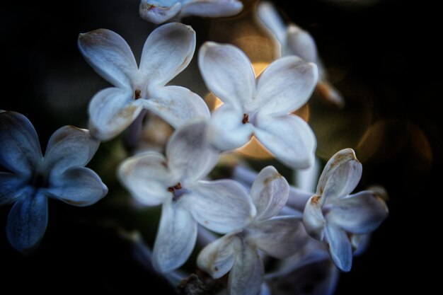 Photo close-up of white flowering plant