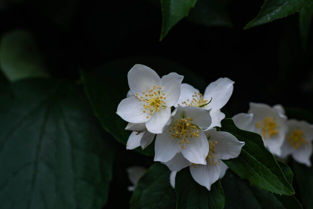 Foto prossimo piano di una pianta a fiori bianchi