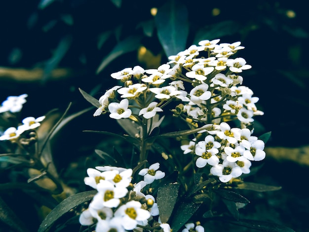 Close-up of white flowering plant