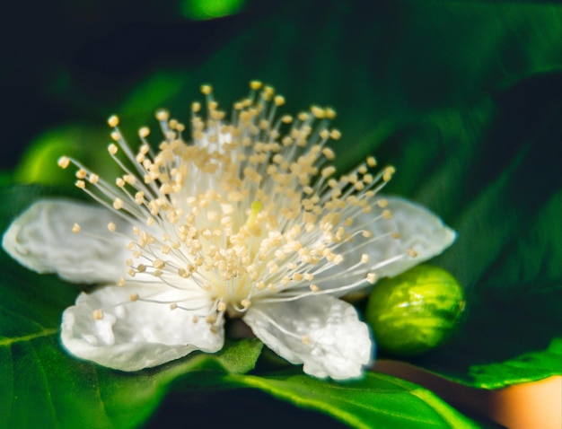 Foto prossimo piano di una pianta a fiori bianchi