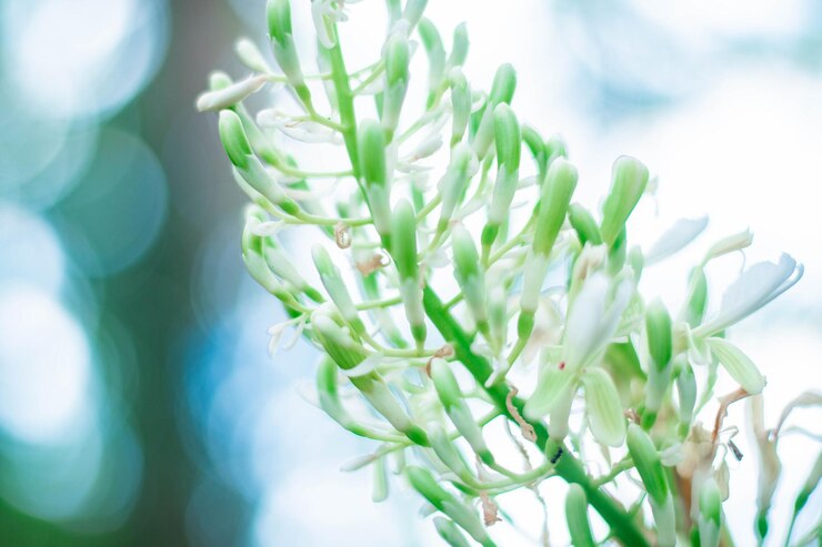 Photo 白い花の植物のクローズアップ