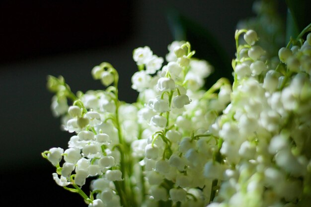 白い花の植物のクローズアップ