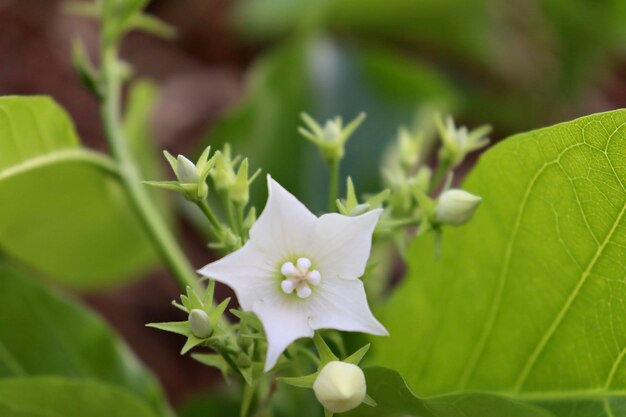 Close-up of white flowering plant