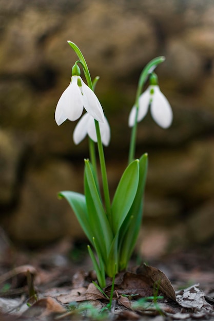 Photo close-up of white flowering plant