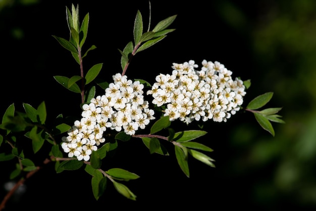 Foto prossimo piano di una pianta a fiori bianchi