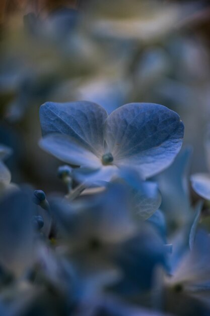 Photo close-up of white flowering plant