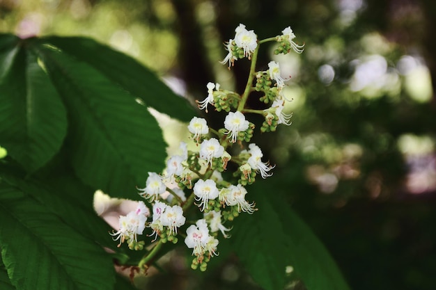 Close-up of white flowering plant