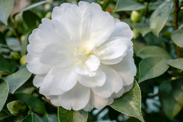 白い花の植物のクローズアップ