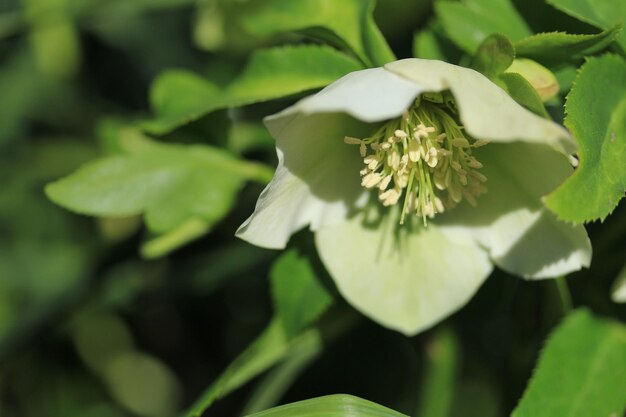 Foto prossimo piano di una pianta a fiori bianchi