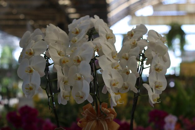 Foto prossimo piano di una pianta a fiori bianchi