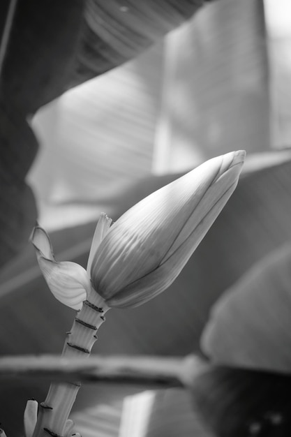 Foto prossimo piano di una pianta a fiori bianchi