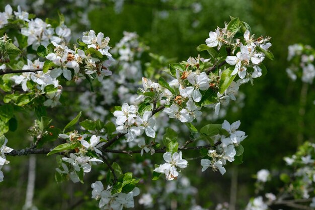 白い花を ⁇ かせる植物のクローズアップ