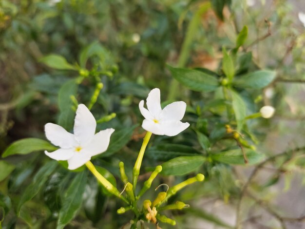 Close-up of white flowering plant