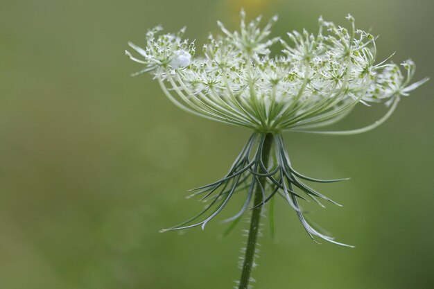 Foto prossimo piano di una pianta a fiori bianchi