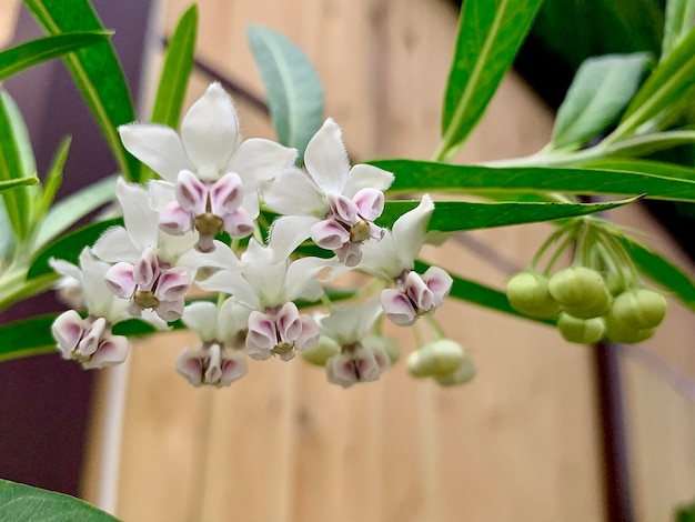 Foto prossimo piano di una pianta a fiori bianchi