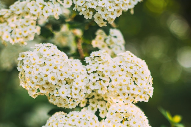 白い花の植物のクローズアップ