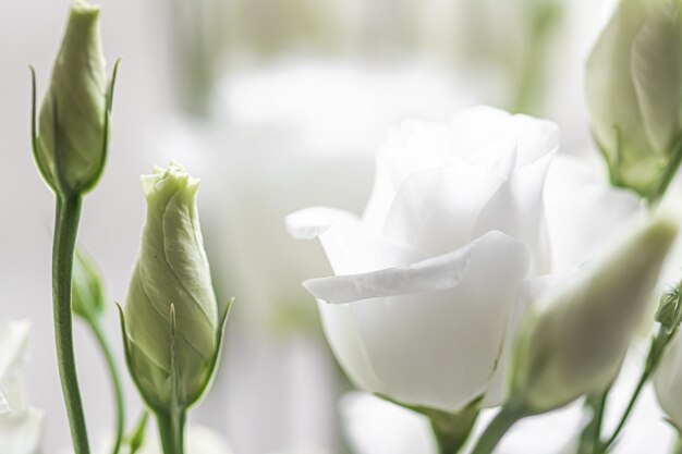 Foto prossimo piano di una pianta a fiori bianchi