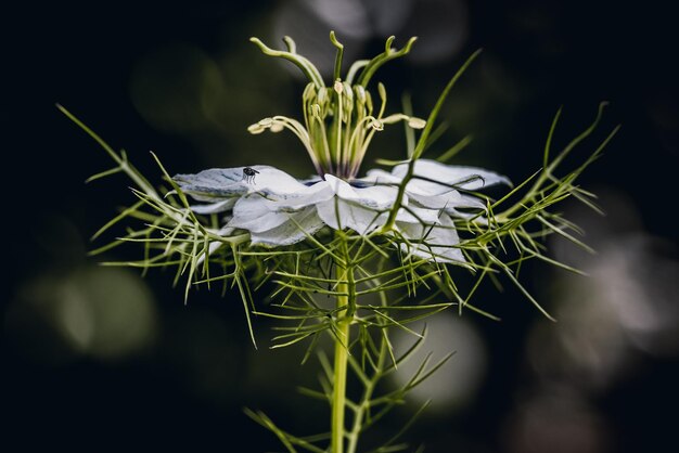 Foto prossimo piano di una pianta a fiori bianchi