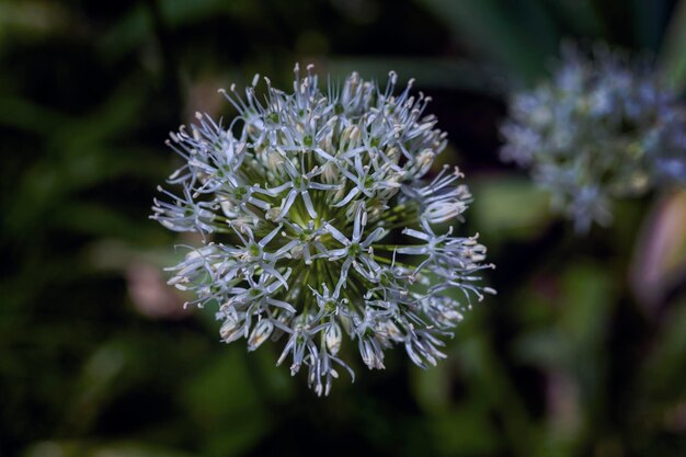 Photo close-up of white flowering plant