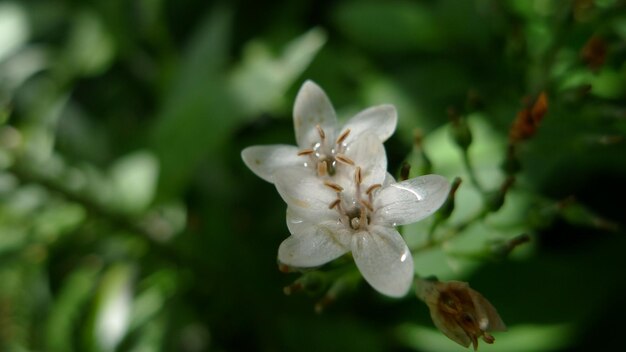 Close-up of white flowering plant