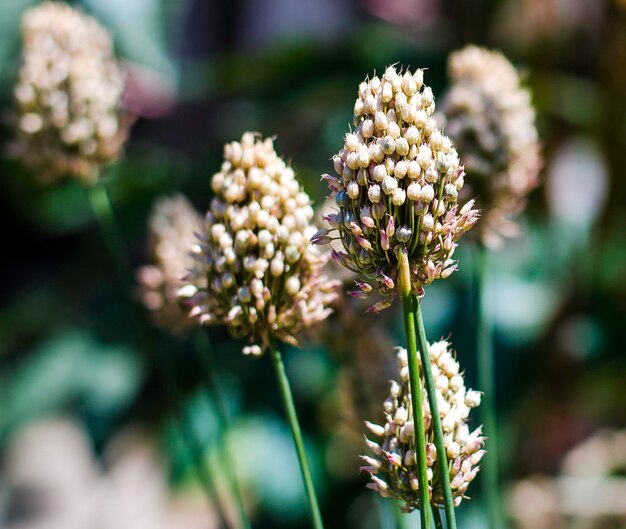 Photo close-up of white flowering plant