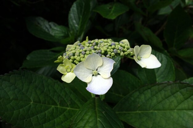 白い花の植物のクローズアップ