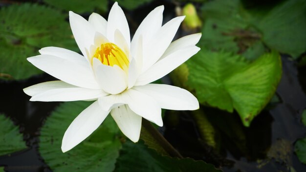 Close-up of white flowering plant