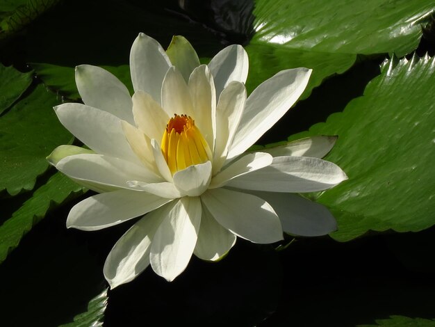 Photo close-up of white flowering plant