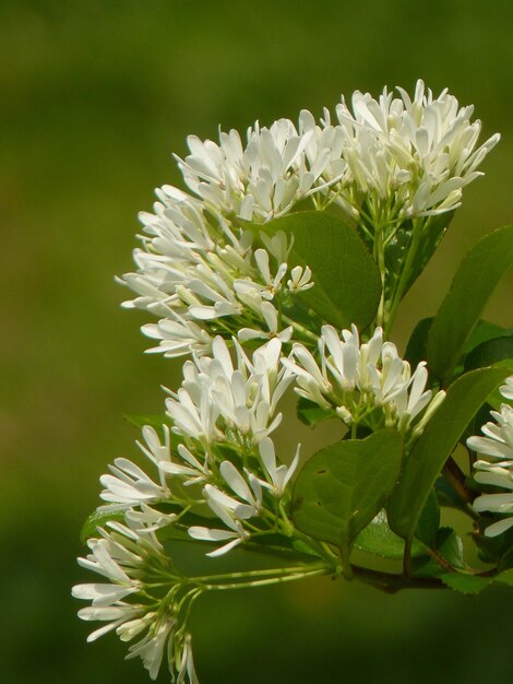 Close-up of white flowering plant