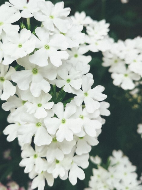 Foto prossimo piano di una pianta a fiore bianca