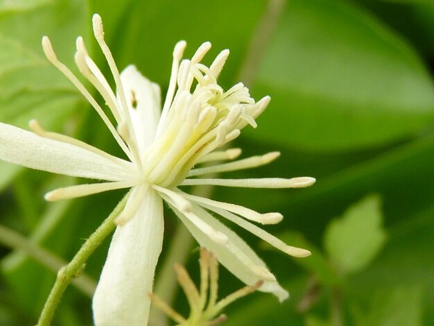 Foto prossimo piano di una pianta a fiori bianchi