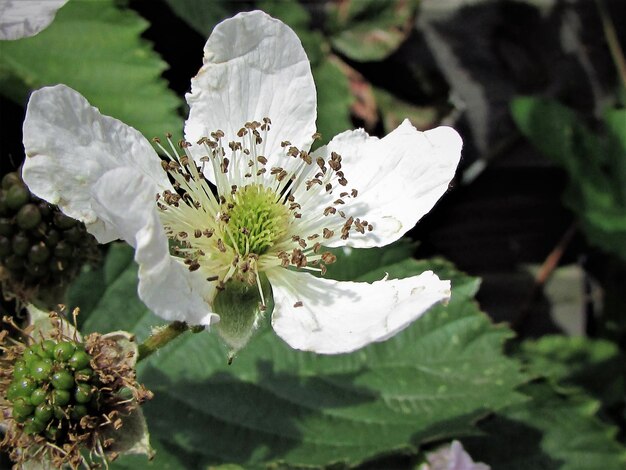 Close-up of white flowering plant