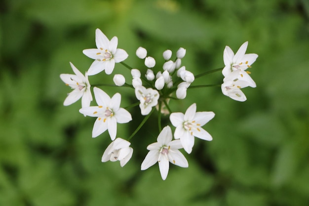 白い花の植物のクローズアップ