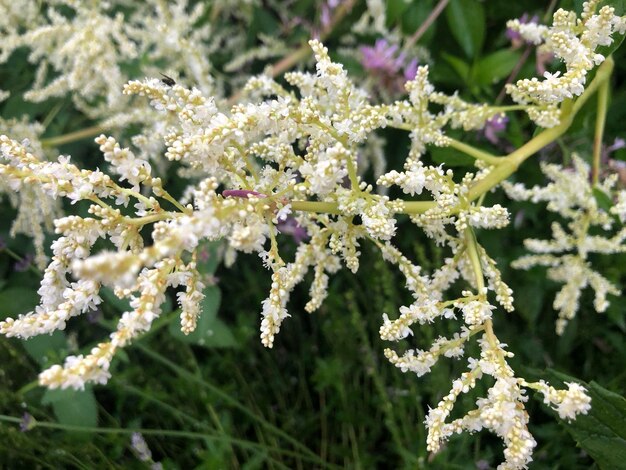 Close-up of white flowering plant