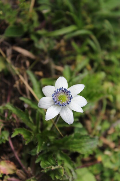 Foto prossimo piano di una pianta a fiori bianchi