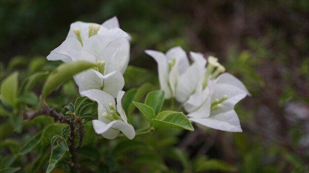 白い花を ⁇ かせる植物のクローズアップ