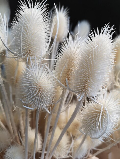 Photo close-up of white flowering plant