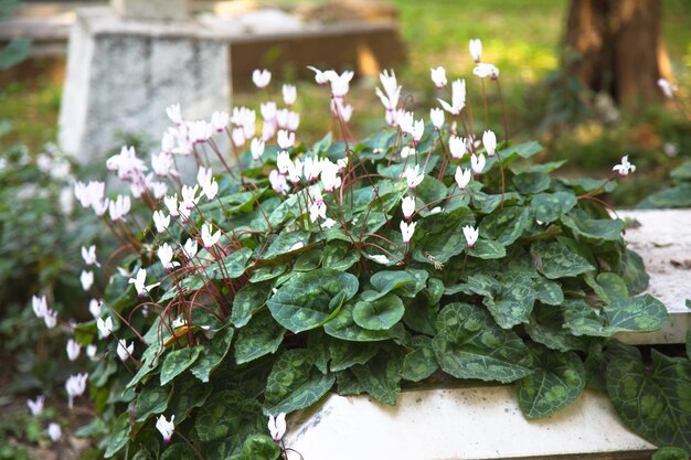 Close-up of white flowering plant